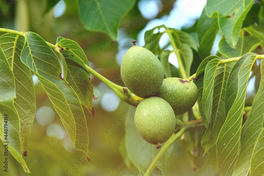 Walnut tree fruits