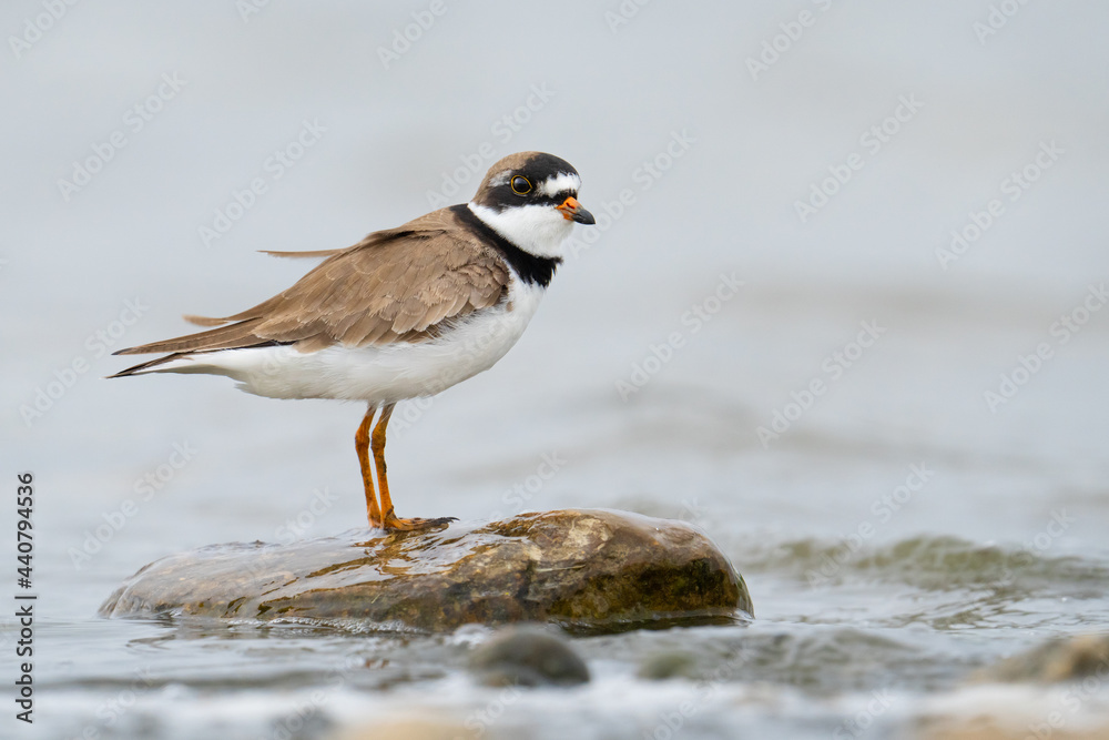 A semipalmated plover stands on a stone at Reesor Pond in Markham, Ontario.