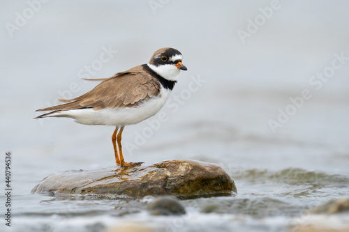A semipalmated plover stands on a stone at Reesor Pond in Markham, Ontario. photo