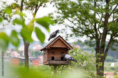 Closeup shot of pigeons perched on the birdhouse © Wirestock 
