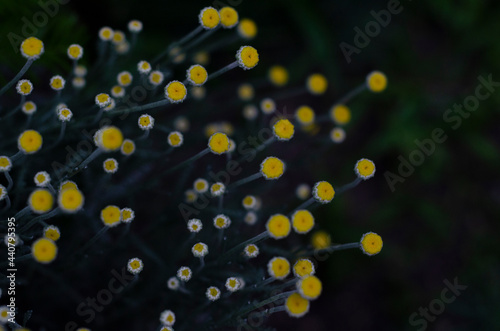 Morning summer or spring. Beautiful wildflowers with dew drops at dawn, light blur, selective focus. Shallow depth of field.