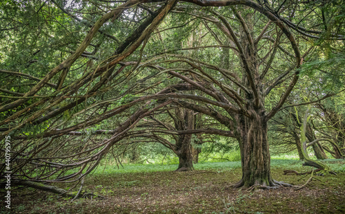 Obraz na płótnie Ancient New Forest yew tree