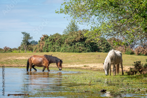Cooling off in the New Forest 