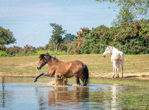 New Forest pony cooling off 