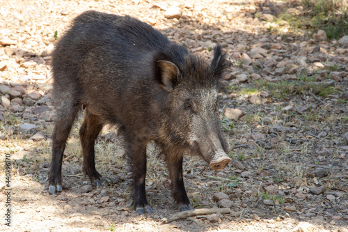 Closeup of a wild boar in the 