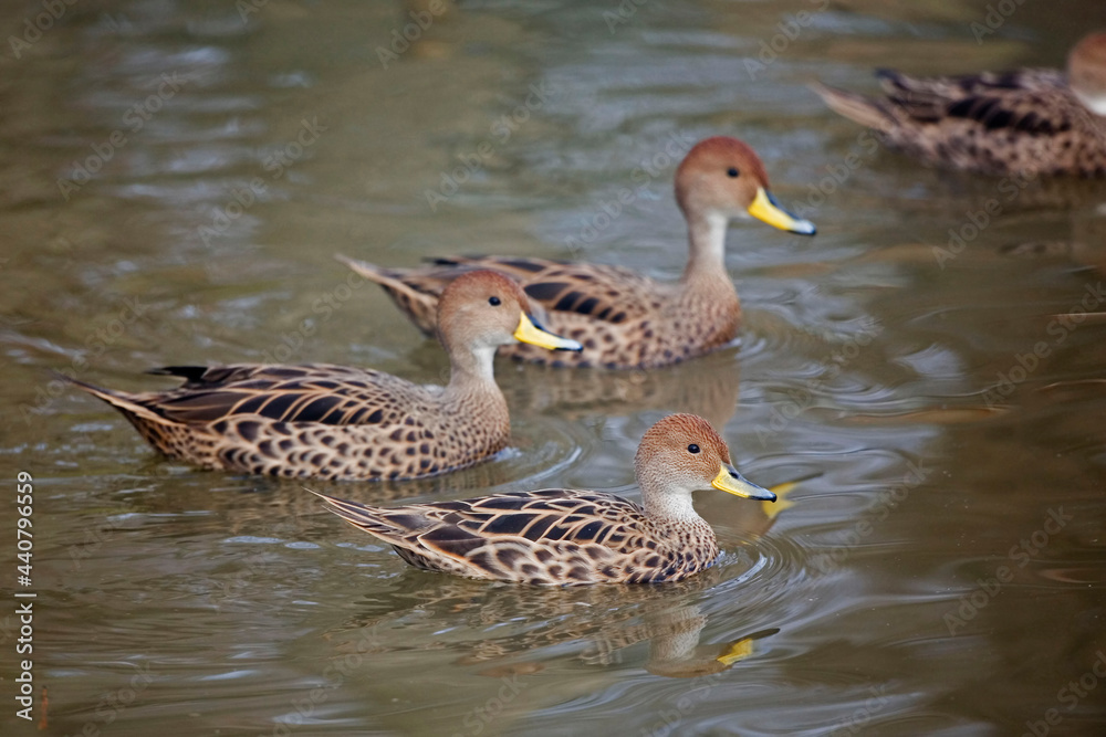 Yellow-billed Pintail, Anas georgica, group on pond Yellow-billed Pintail, Anas georgica, group on pond