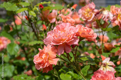 Kupfer orange blühende Strauchrose Westerland im Sommer