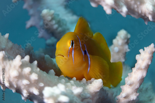 Gobiodon citrinus. Underwater word of the Red Sea. Photo was taken in Makadi Bay, Hurghada, Egypt photo