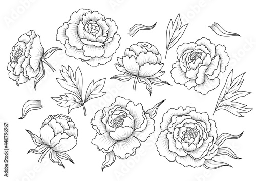 Set of decorative design elements of peony flowers and leaves in vintage style. Retro line art, outline peonies. Vector illustration isolated on the white background