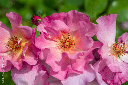 Pink und gelb bl  hende Strauchrose im Sommer