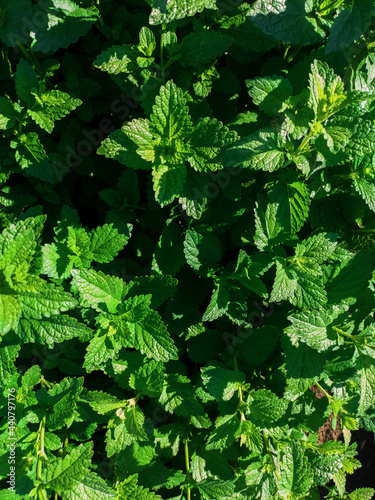 Green mint leaves plant gro...
