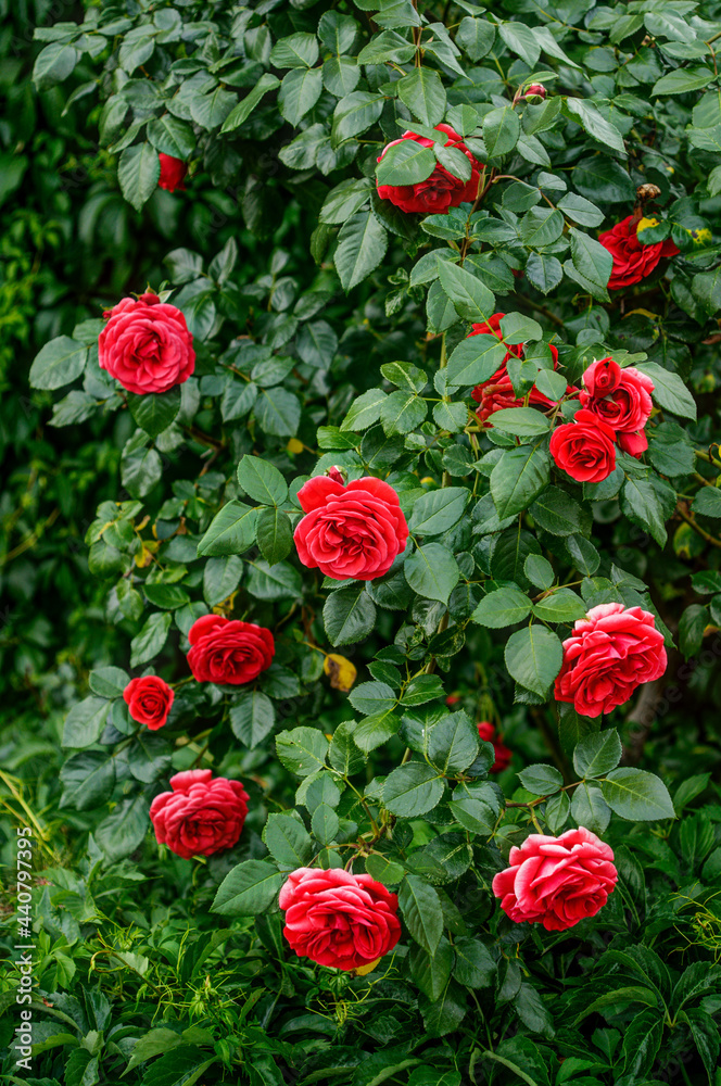 red roses in their natural habitat, in full bloom at close range