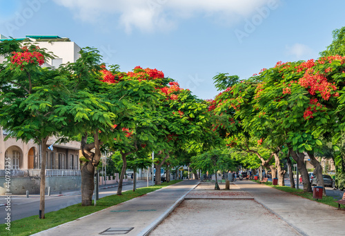 Delonix regia  ( Royal Poinciana) trees  blooming on Boulevard Rothschild in Tel Aviv. © borisbelenky