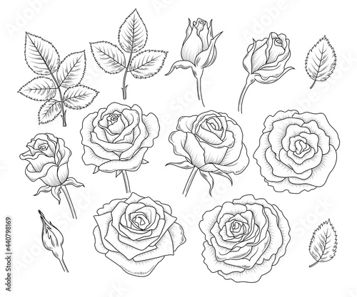 Set of decorative design elements of rose flowers and leaves in vintage style. Retro line art, outline roses. Vector illustration isolated on the white background