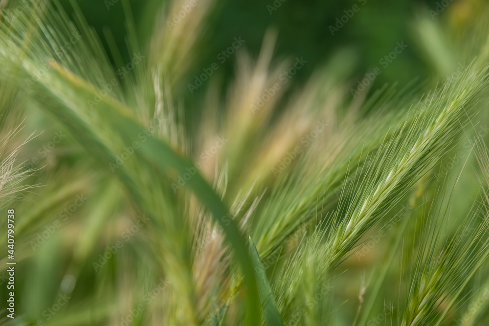 Feathery fresh green spiky grass in the summer Feathery fresh green spiky grass in the summer
