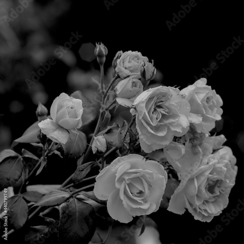 bouquet of roses in a black and white photo
