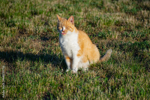 Rudy kot na trawie