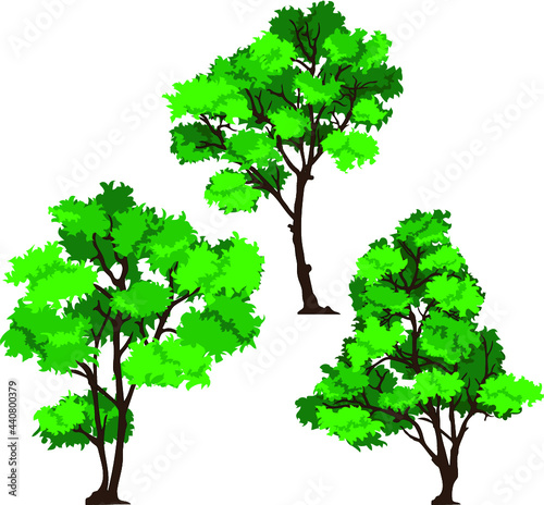 Tree vector Illustrations