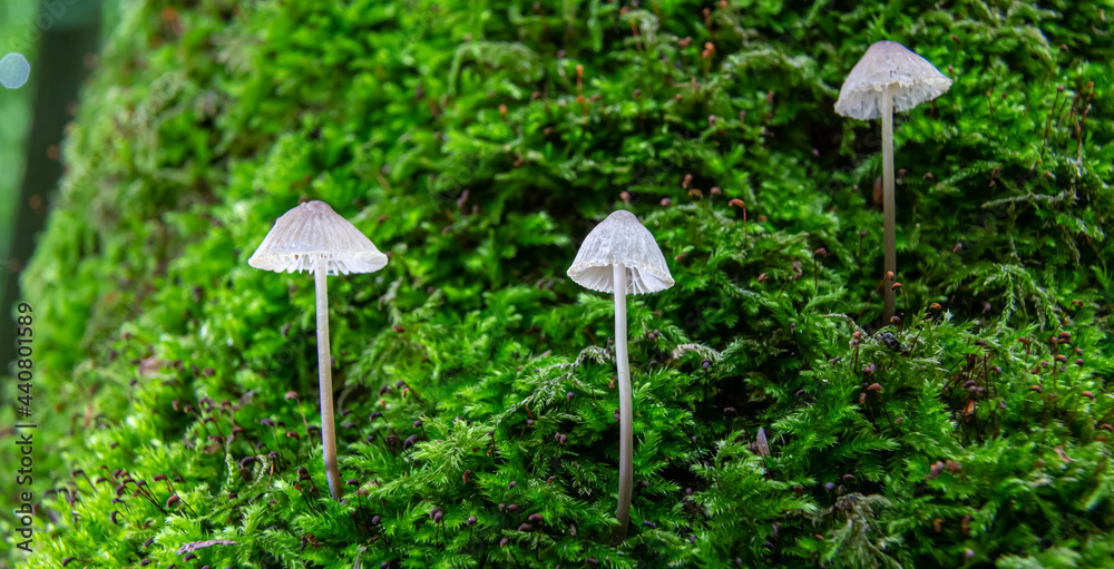 mushroom in the natural environment in the forest mushroom in the natural environment in the forest