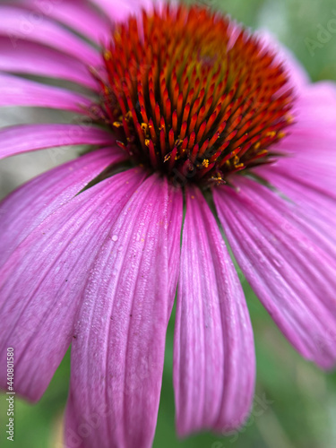 Purple coneflower  echinacea  blooming brightly in the spring garden