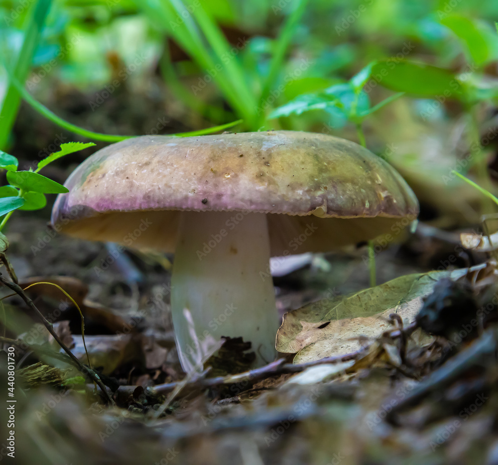 mushroom in the natural environment in the forest mushroom in the natural environment in the forest
