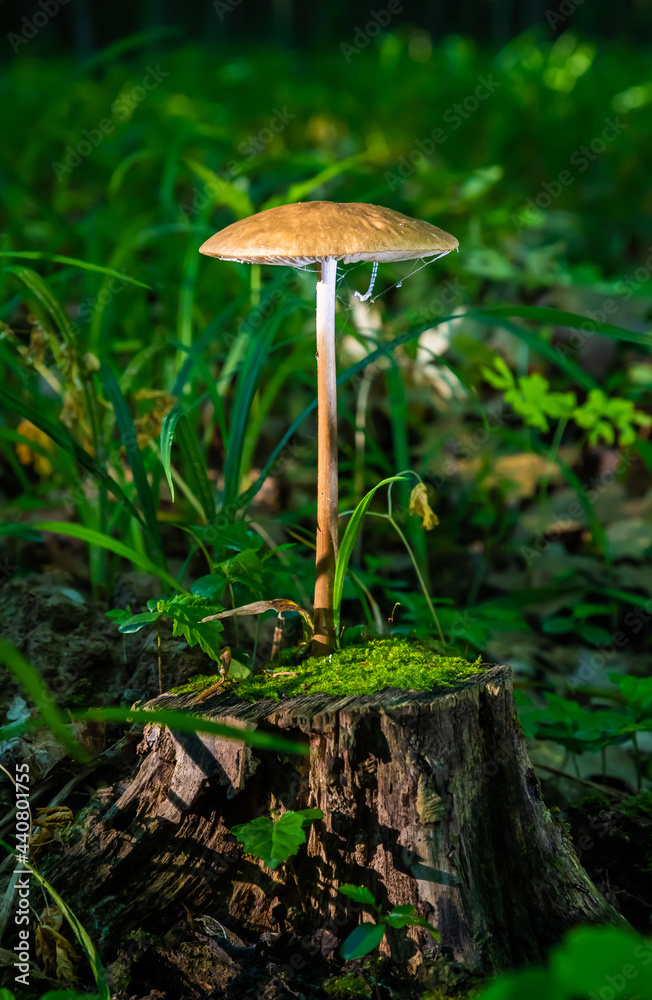 mushroom in the natural environment in the forest mushroom in the natural environment in the forest