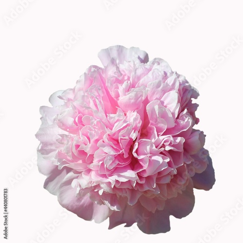 Beautiful pink peony isolated on white background (Intersection - Pink Derby)