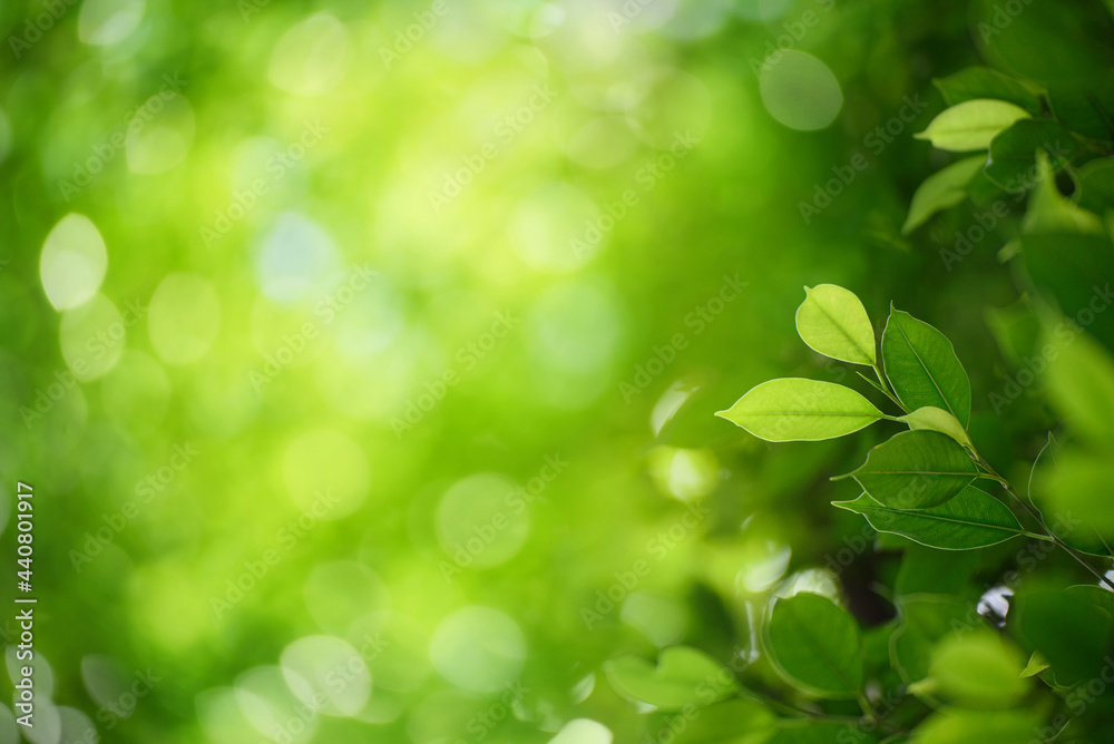 Green leaf for nature on blurred background, Green leaf for nature on blurred background,