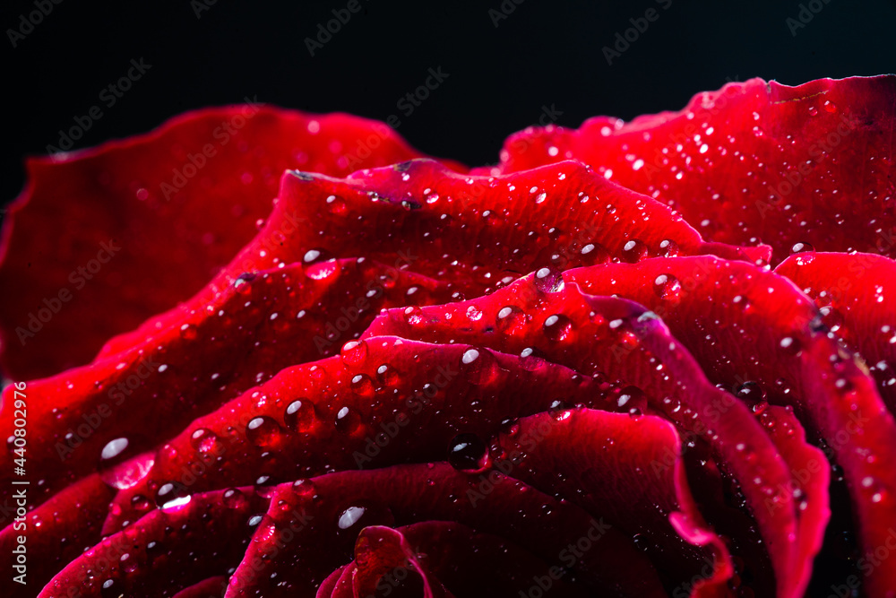 Rose-03 Rose-03