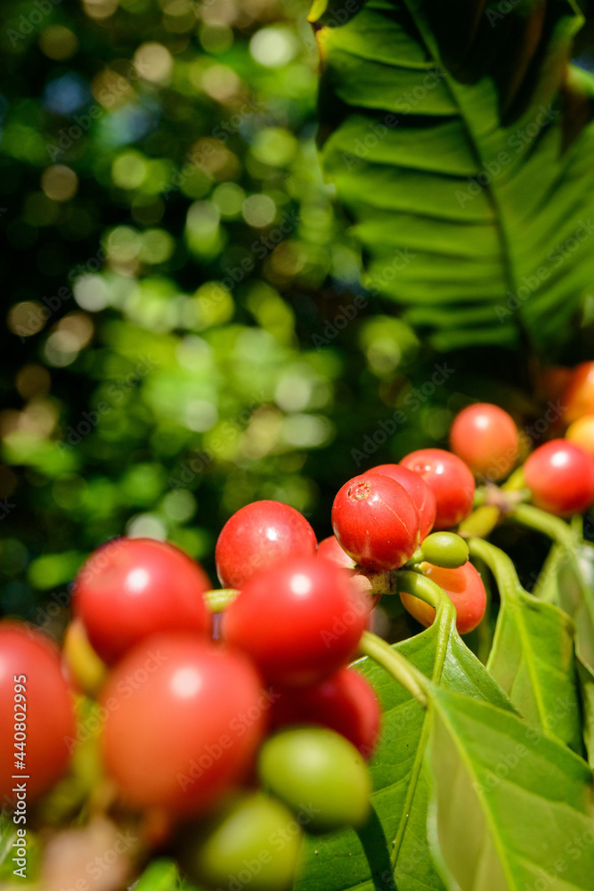Obraz premium Red coffee berries on plant in close up with defocused green foliage background.