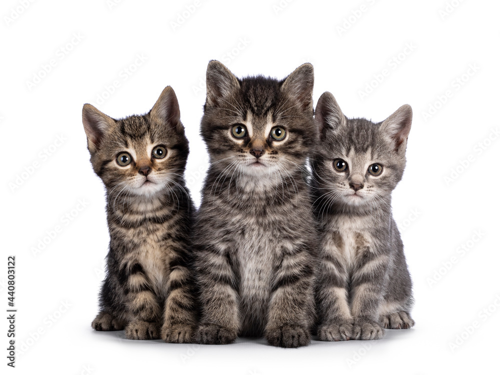 Cute tabby house cat kittens, sitting beside each other on a perfect row. Looking towards camera. isolated on a white background.