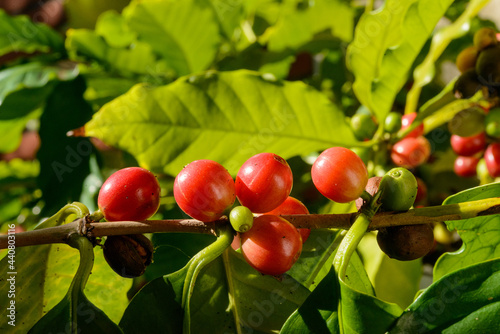 Wallpaper Mural Red coffee berries on plant in close up with defocused green foliage background. Torontodigital.ca