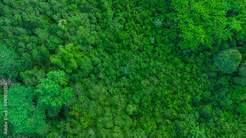 From a top view, tropical forests look like a vast refreshing sea of green, with a complexity of tree layers and stunning natural beauty. photo