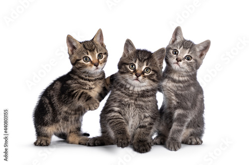 Cute tabby house cat kittens, sitting beside each other playing. Looking towards camera. isolated on a white background.nd