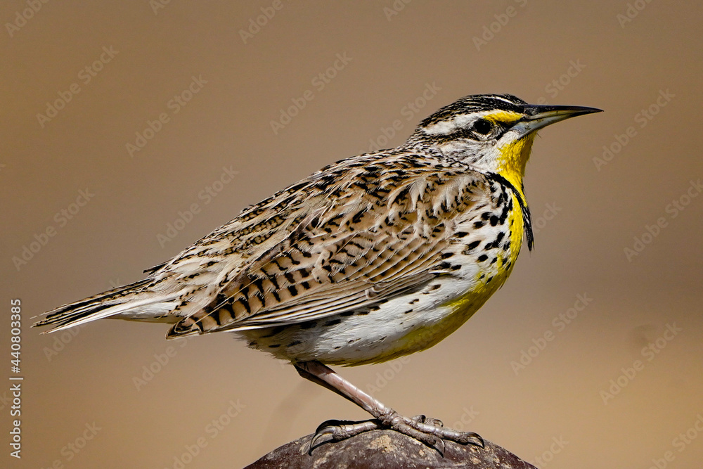 Fototapeta premium heron