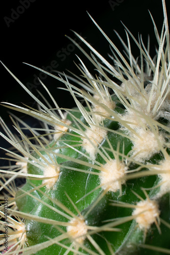 Kaktus w makro