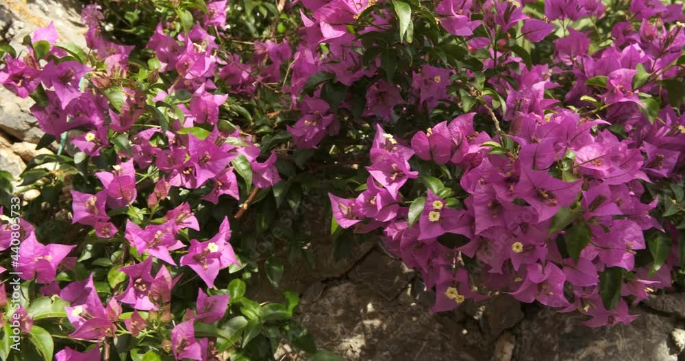 Bougainvillea. Bougainvillea flowers, tracking shot.Spectacular pink flowering of the climbing plant on a stone wall. Italy. Bougainvillea. Bougainvillea flowers, tracking shot.Spectacular pink flowering of the climbing plant on a stone wall. Italy.