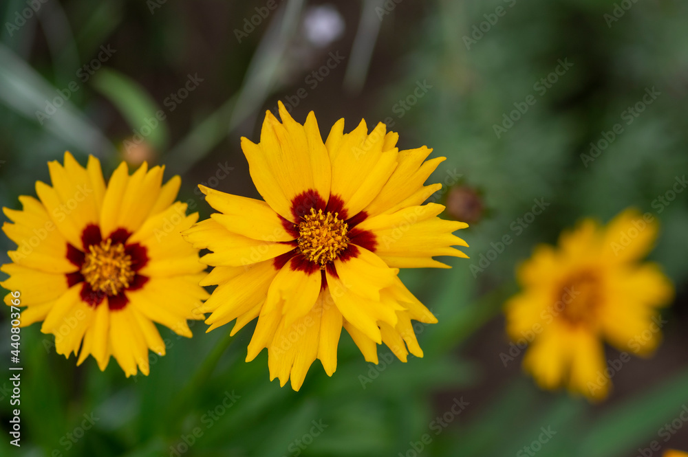 Coreopsis grandiflora bright yellow flowering plant, group of petal ornamental flowers in bloom Coreopsis grandiflora bright yellow flowering plant, group of petal ornamental flowers in bloom