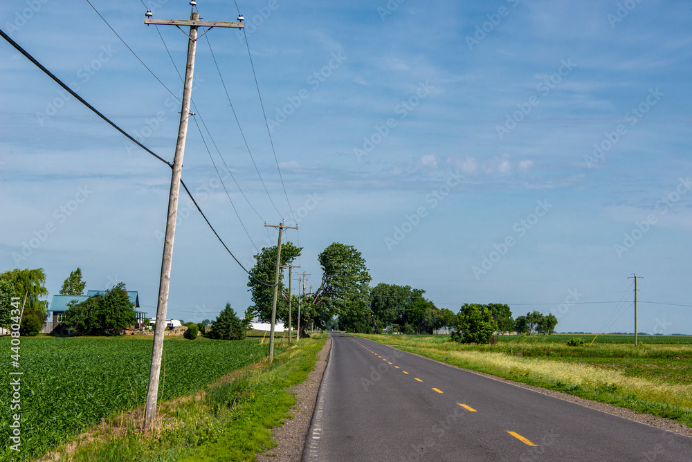 Fototapeta premium Power line running through the top of a tree.