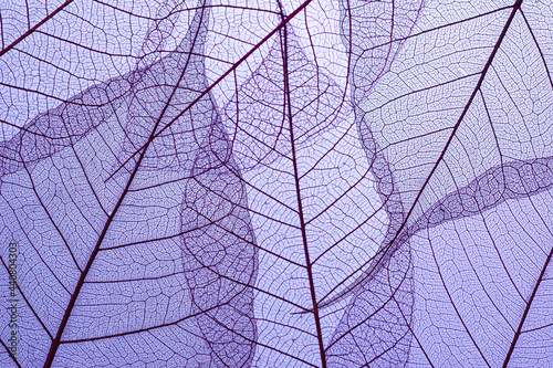 Beautiful Leaf veins texture, Abstract autumn background of Skeleton leaves purple