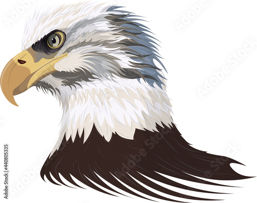 Illustration of an eagle's head in profile (Vector)