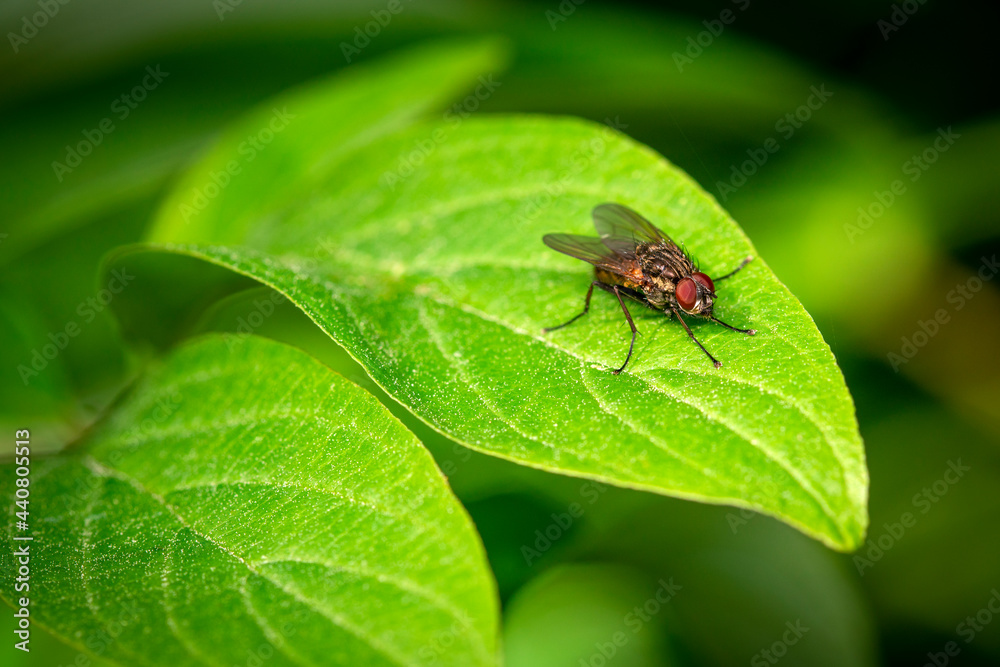 Blowfly sitting on a leaf against a dark green background Blowfly sitting on a leaf against a dark green background