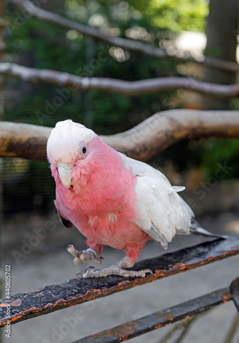 cute little pink parrot 