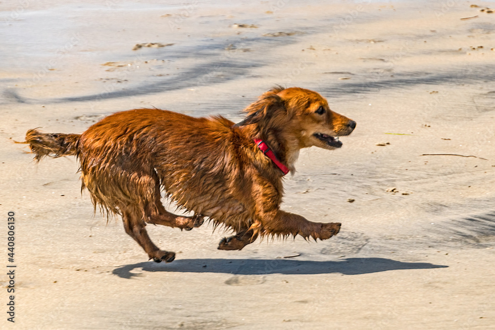 Dogs enjoying life on the beach
Dogs enjoying life on the beach