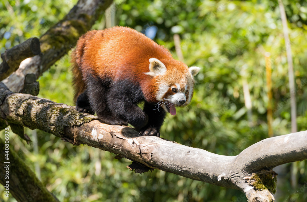 Red Panda on a tree Red Panda on a tree