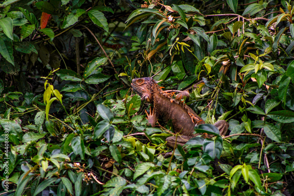 Reserva Caño Negro, Alajuela, Costa Rffica Reserva Caño Negro, Alajuela, Costa Rffica