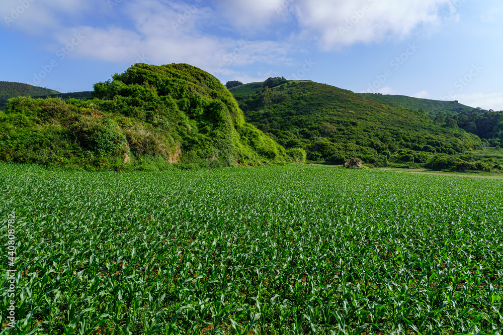 Small plant corn field with mountains of green meadows and blue sky.