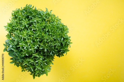 Top view of portuguese manjerico plant on yellow background with copy space photo