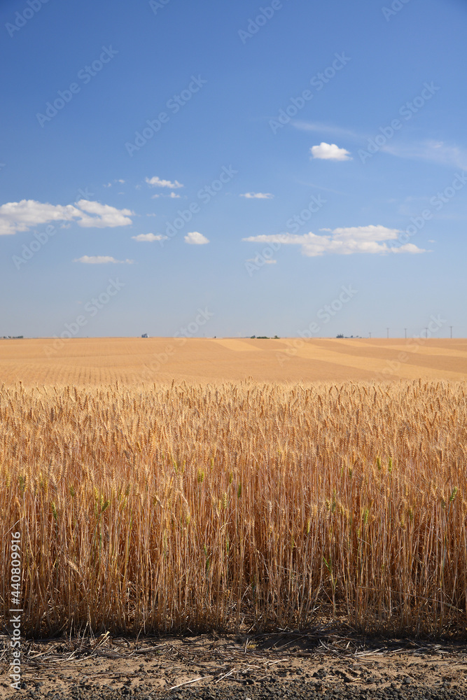 Naklejka premium wheat farm