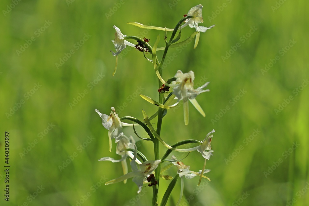Ameisen melken Blattläuse auf Grünlicher Waldhyazinthe (Platanthera chlorantha) Ameisen melken Blattläuse auf Grünlicher Waldhyazinthe (Platanthera chlorantha)